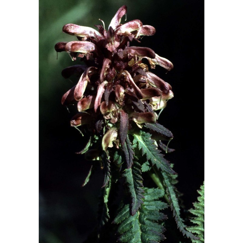 pedicularis recutita l.