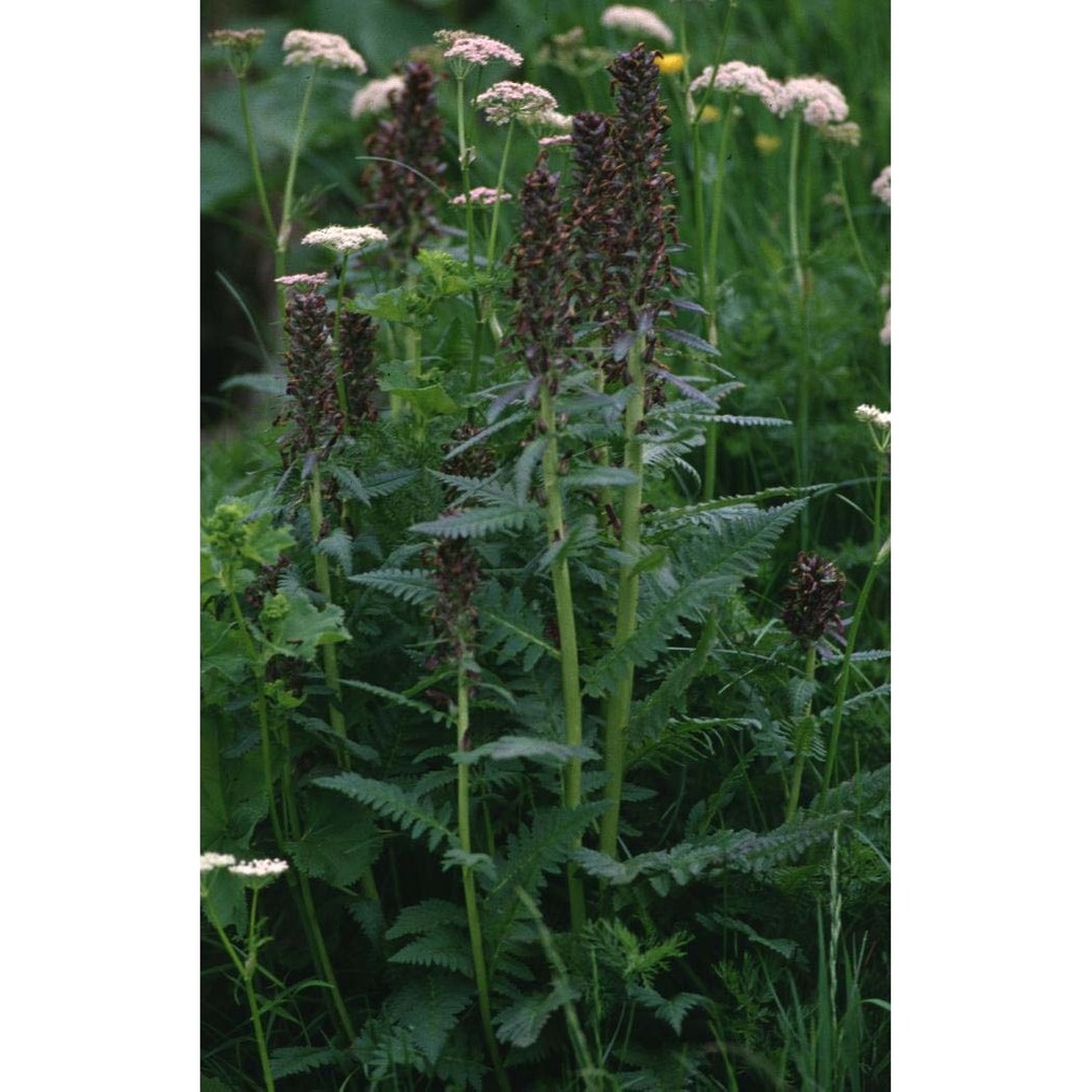 pedicularis recutita l.