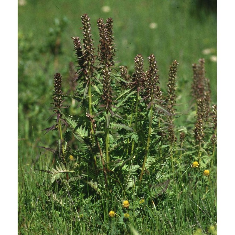 pedicularis recutita l.