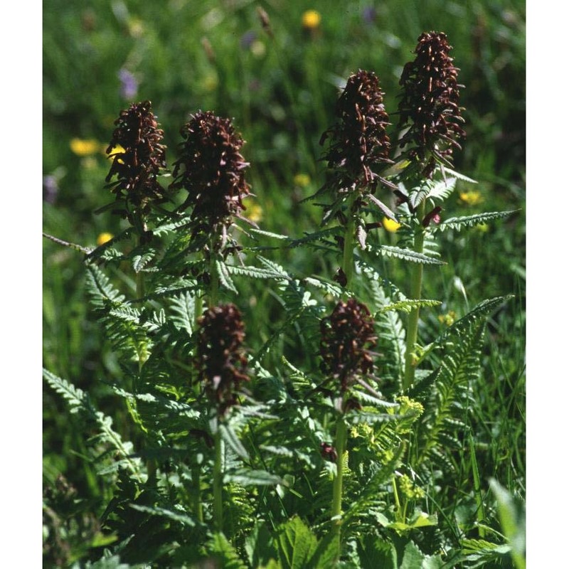 pedicularis recutita l.