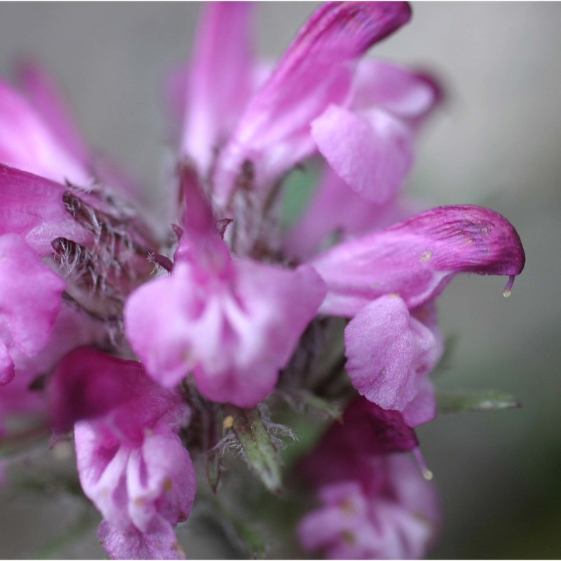 pedicularis rosea wulfen