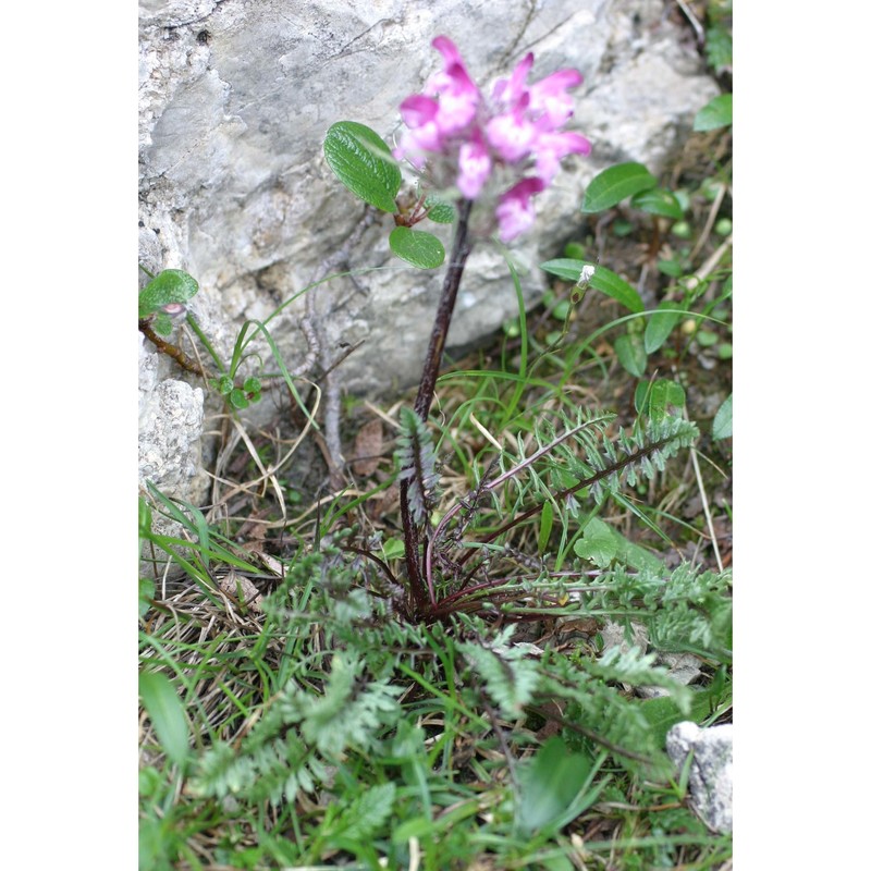 pedicularis rosea wulfen