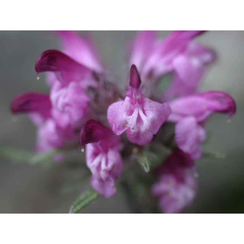 pedicularis rosea wulfen