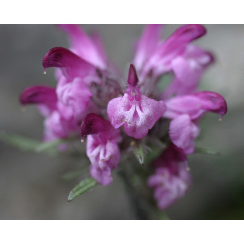 pedicularis rosea wulfen