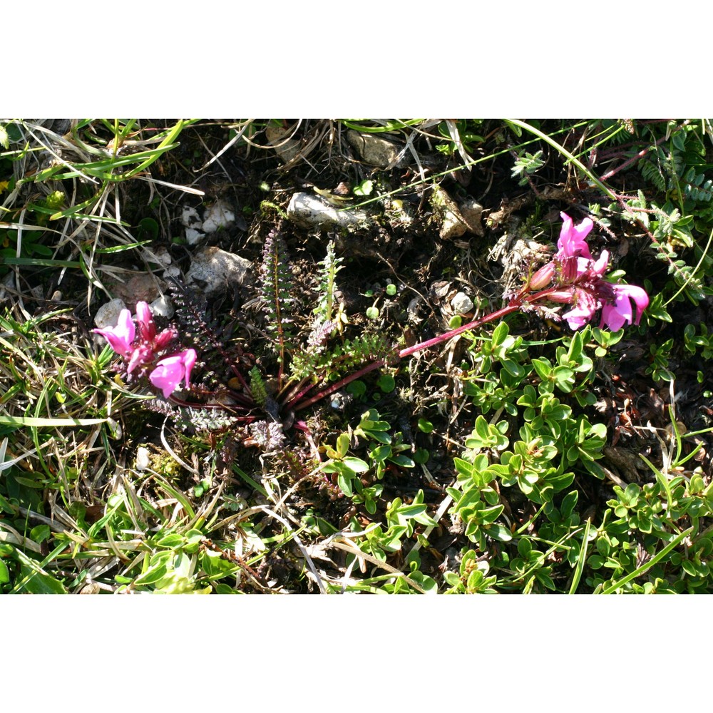 pedicularis rostratocapitata crantz