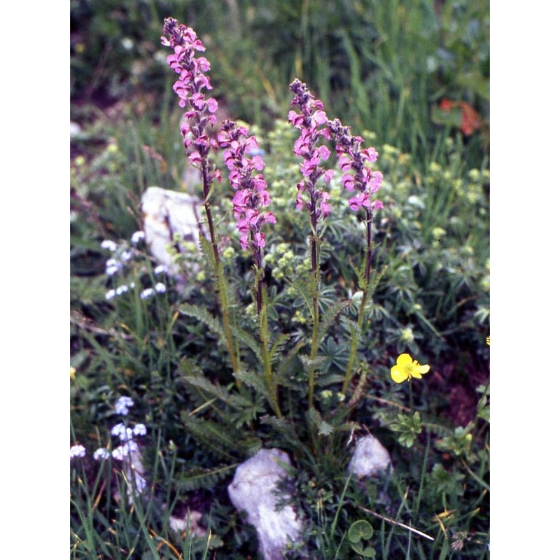 pedicularis rostratospicata crantz