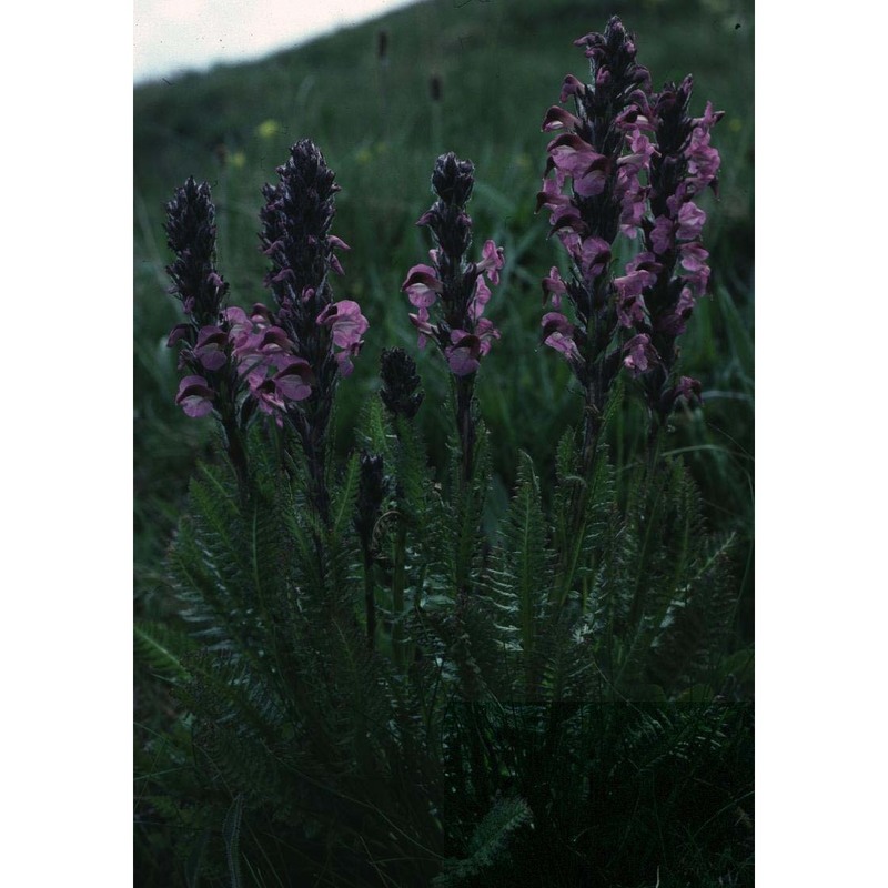 pedicularis rostratospicata crantz