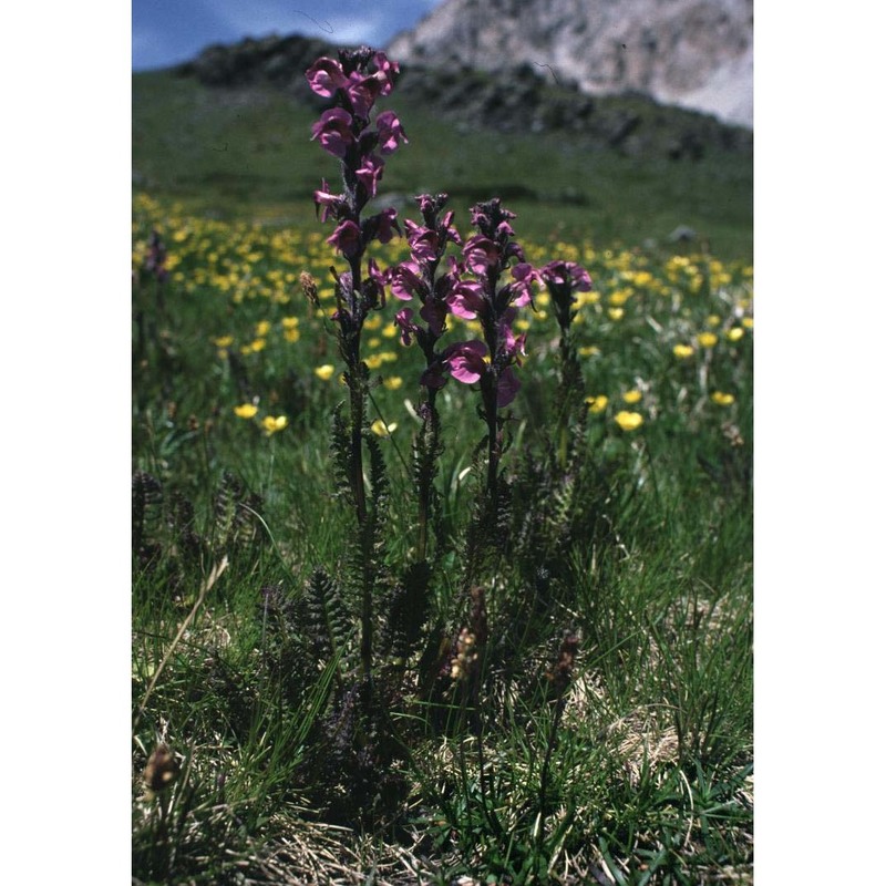 pedicularis rostratospicata crantz