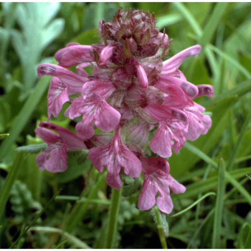 pedicularis verticillata l.