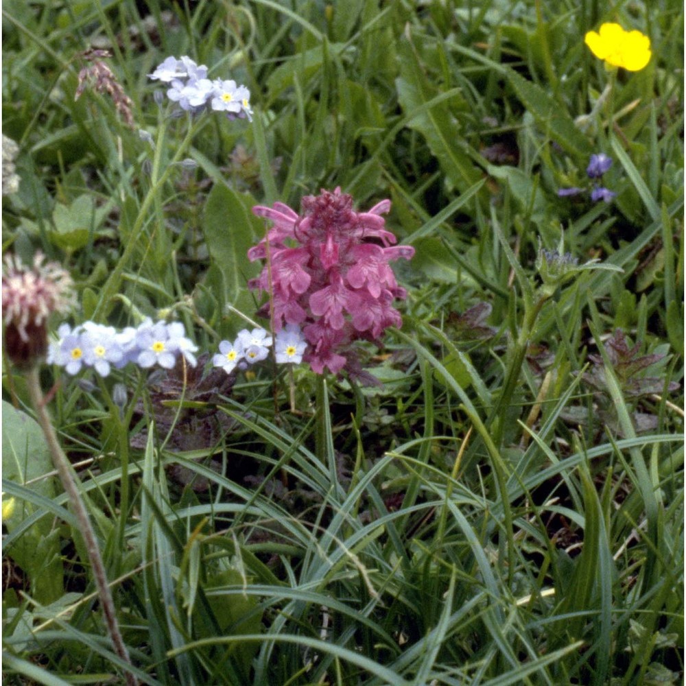 pedicularis verticillata l.