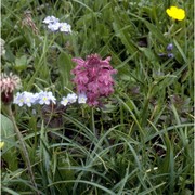 pedicularis verticillata l.