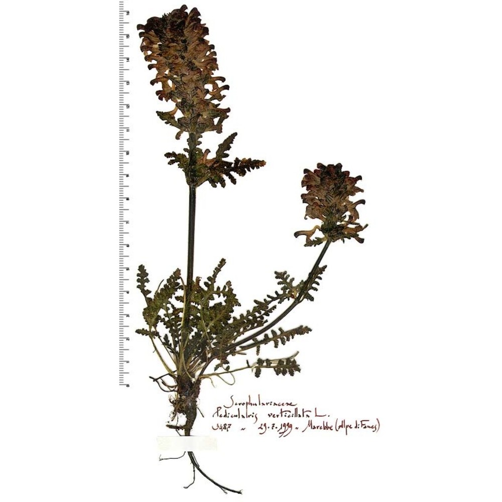 pedicularis verticillata l.