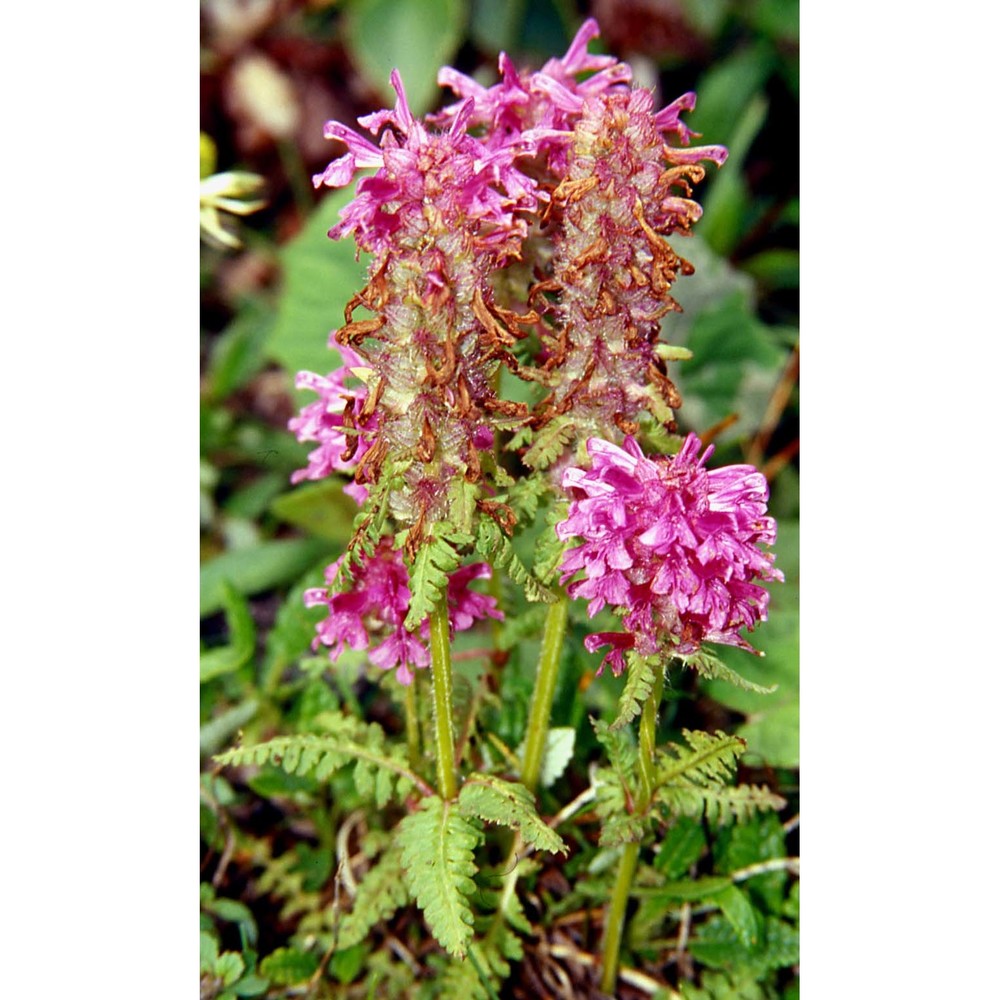 pedicularis verticillata l.