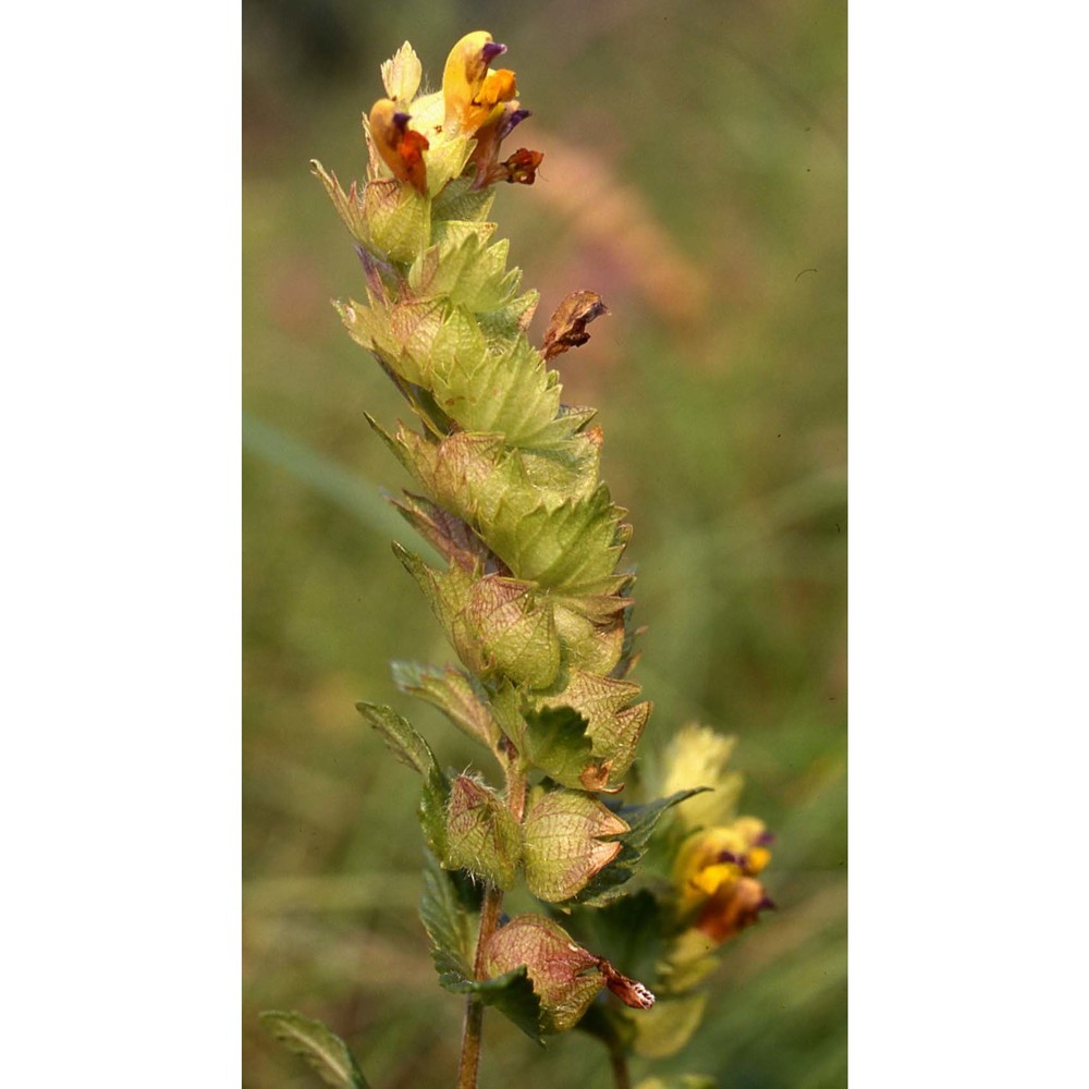 rhinanthus alectorolophus (scop.) pollich