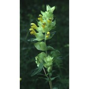 rhinanthus alectorolophus (scop.) pollich