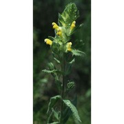 rhinanthus alectorolophus (scop.) pollich