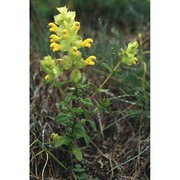 rhinanthus alectorolophus (scop.) pollich