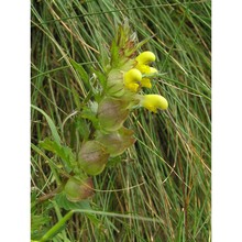 rhinanthus antiquus (sterneck) schinz et thell.