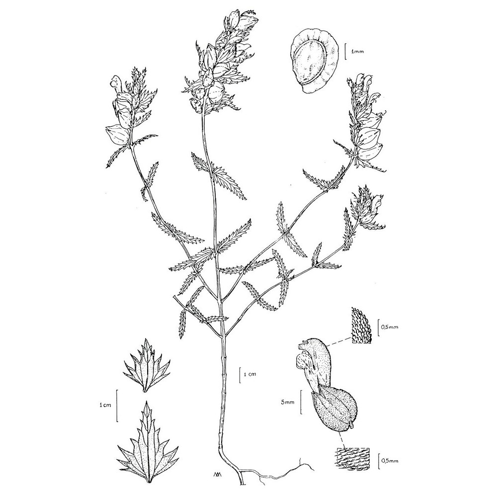 rhinanthus apuanus soldano