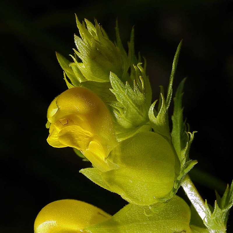 rhinanthus apuanus soldano