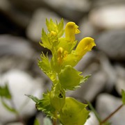 rhinanthus apuanus soldano