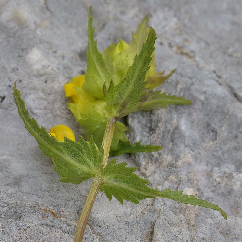 rhinanthus apuanus soldano