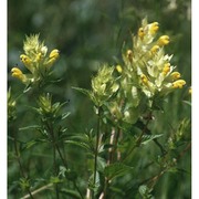 rhinanthus burnatii soó