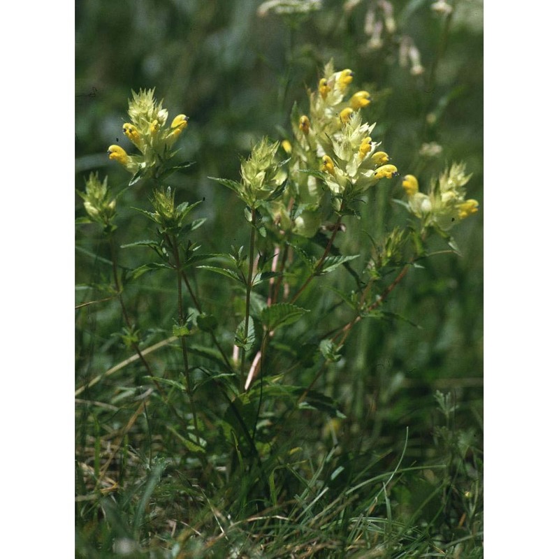 rhinanthus burnatii soó