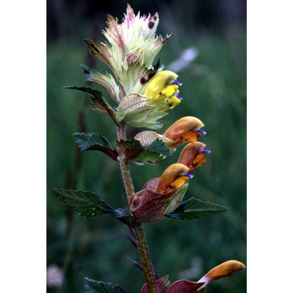rhinanthus freynii (sterneck) fiori