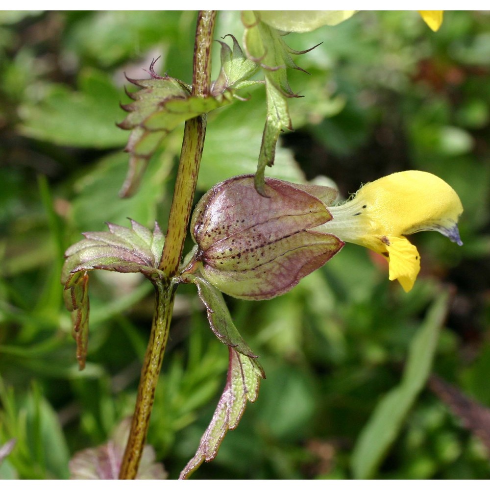 rhinanthus glacialis personnat subsp. glacialis