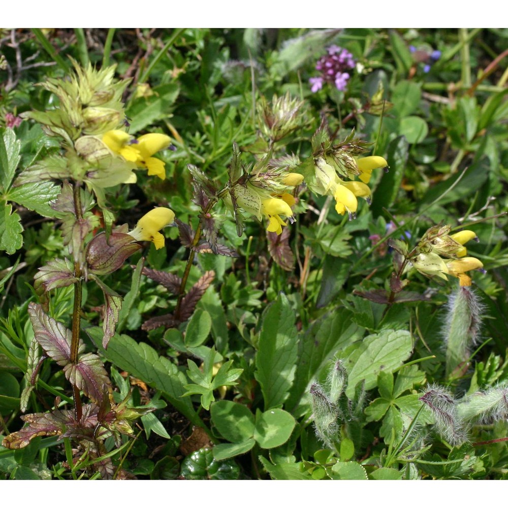 rhinanthus glacialis personnat subsp. glacialis