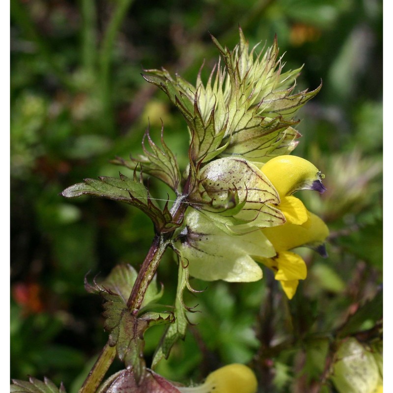 rhinanthus glacialis personnat subsp. glacialis