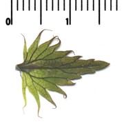 rhinanthus glacialis personnat subsp. glacialis