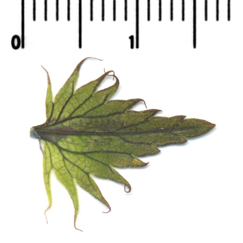 rhinanthus glacialis personnat subsp. glacialis