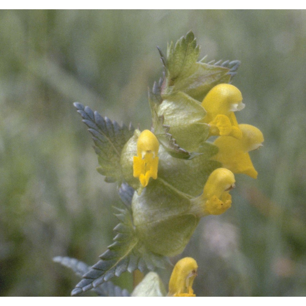 rhinanthus minor l.