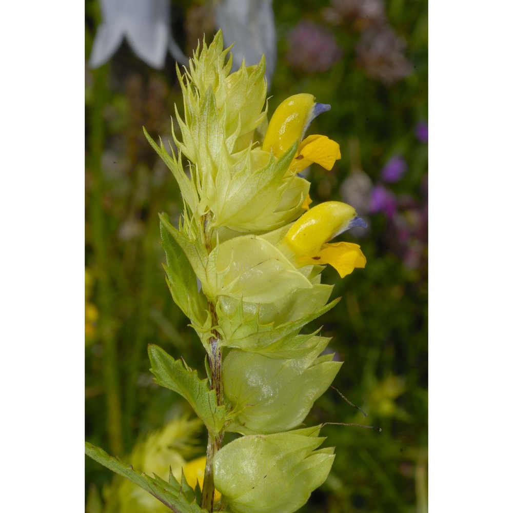 rhinanthus ovifugus chabert