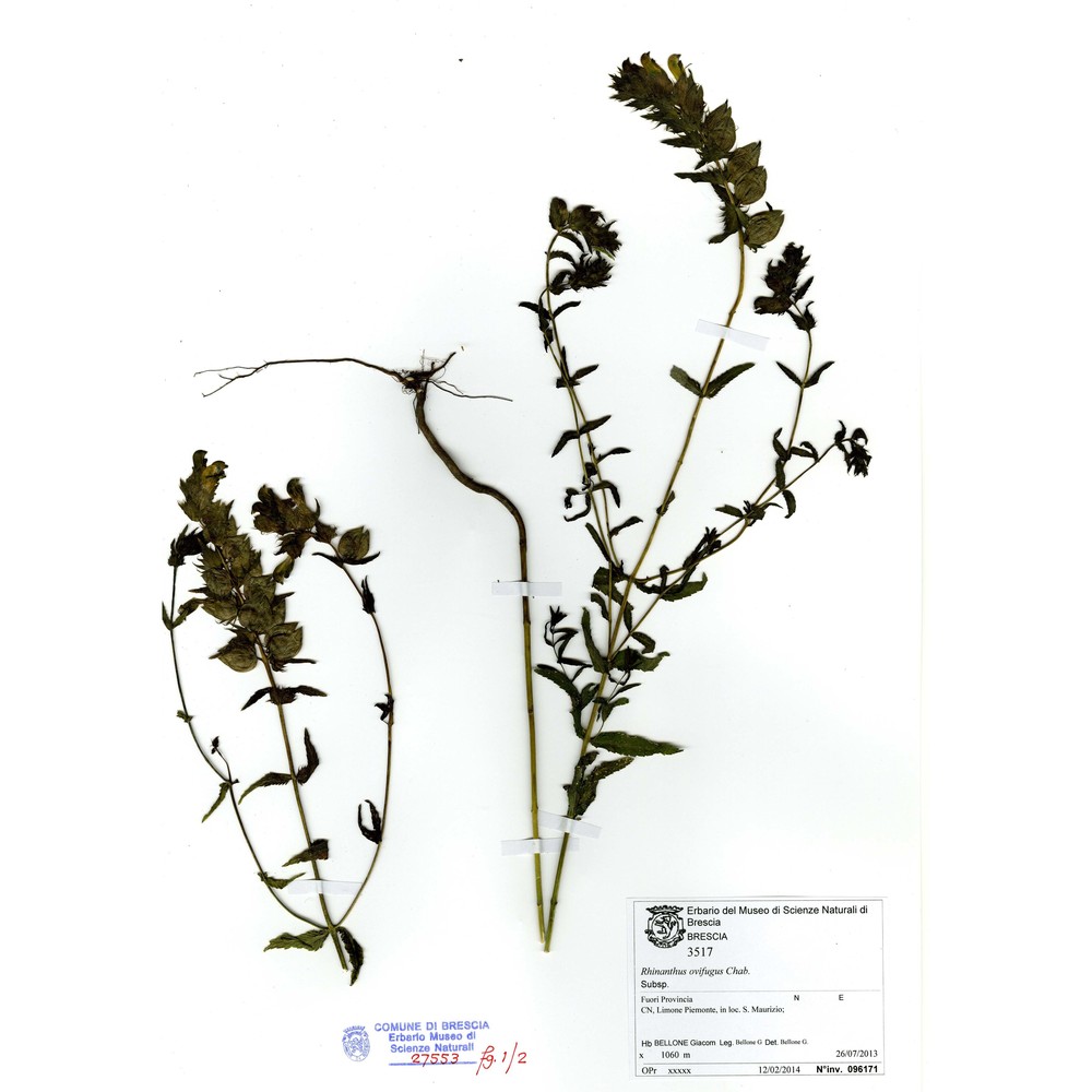 rhinanthus ovifugus chabert