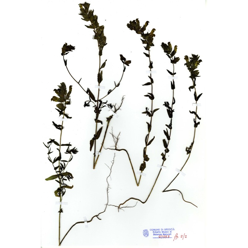 rhinanthus ovifugus chabert