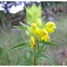 rhinanthus pampaninii chabert