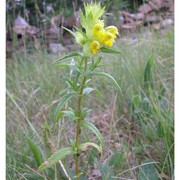 rhinanthus pampaninii chabert