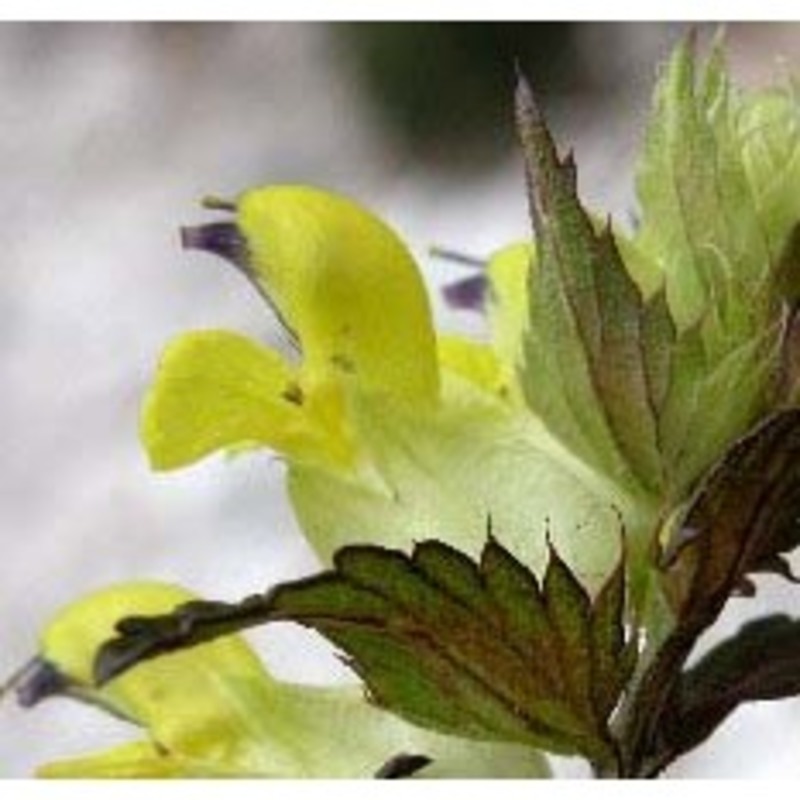 rhinanthus pampaninii chabert