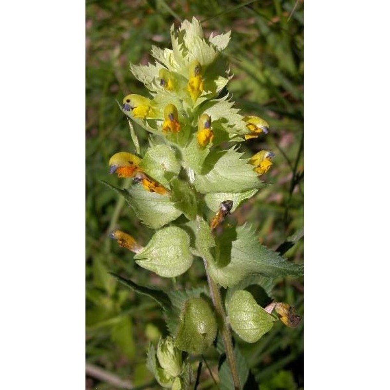 rhinanthus pampaninii chabert