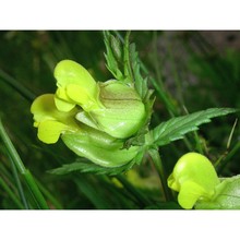 rhinanthus personatus bég.