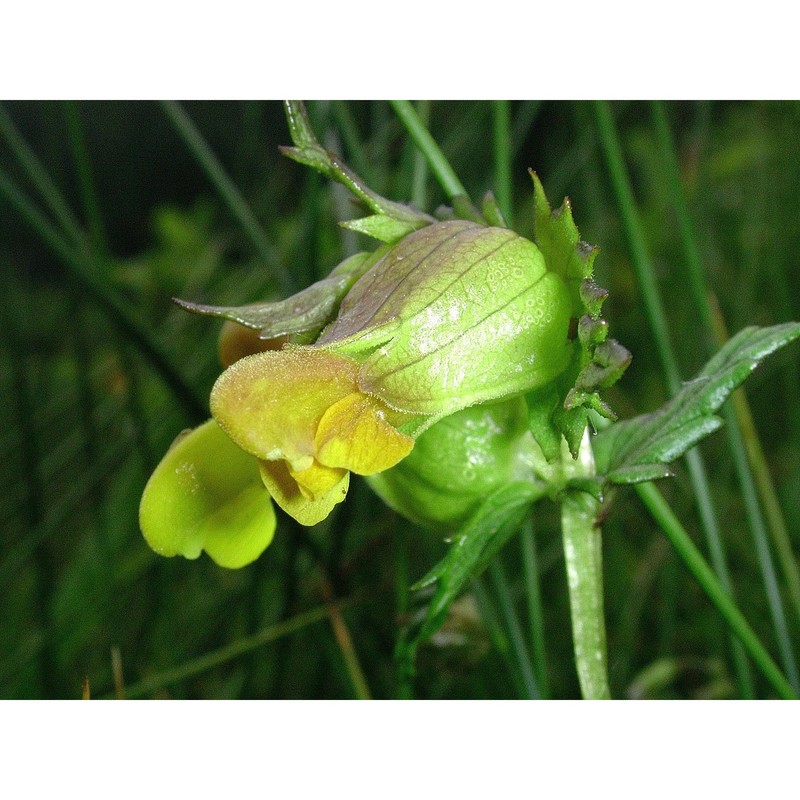 rhinanthus personatus bég.