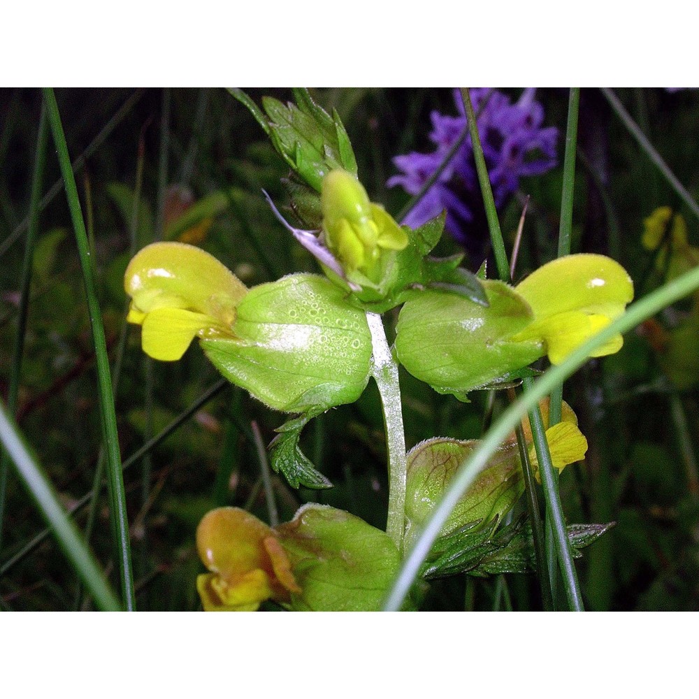 rhinanthus personatus bég.