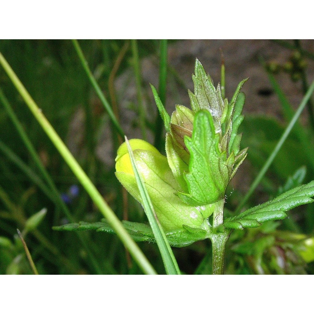 rhinanthus personatus bég.