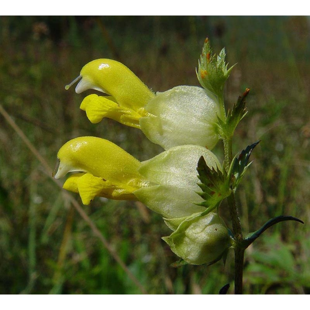 rhinanthus serotinus (schönh.) oborny