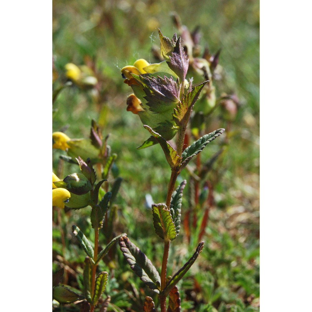rhinanthus wettsteinii (sterneck) soó