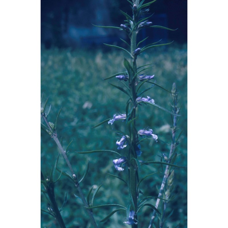 anarrhinum bellidifolium (l.) desf.