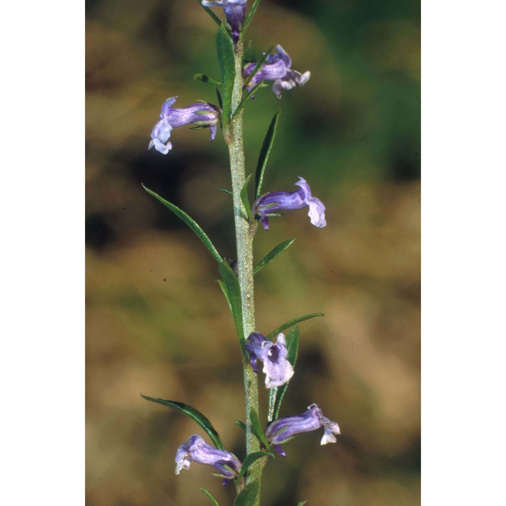 anarrhinum bellidifolium (l.) desf.